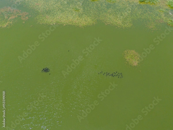 Fototapeta Nallihan Bird Sanctuary Ankara High-angle view of a still pond with algae bloom.A bird's-eye view of a body of water, likely a pond or lake, showing a thick layer of green algae floating on the surfa