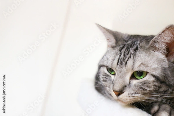 Obraz 思案中のアメショ