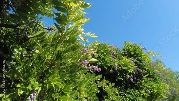 Obraz Blühender "Blauregen"