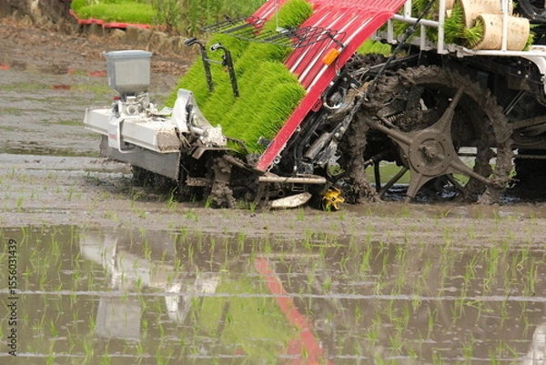 Obraz 田植え風景