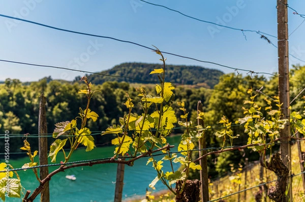 Fototapeta Vineyards on the side of the Rhine river near Eglisau in Switzerland