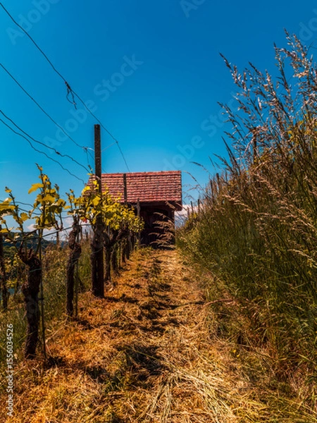Fototapeta Vineyards on the side of the Rhine river near Eglisau in Switzerland