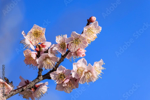Fototapeta 梅の花　佐布里梅