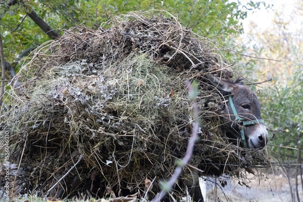 Obraz Sentyab village life in Uzbekistan ; Donkey carrying a lod of hay and twigs