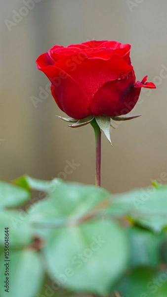 Fototapeta red rose on a green background. closeup