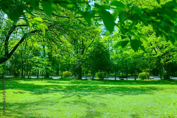 Fototapeta 緑の公園