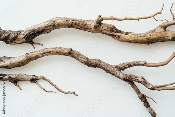 Fototapeta Dead tree with sharp branches and visible roots isolated on a white background