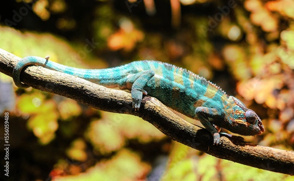 Obraz Chamelion on a branch
