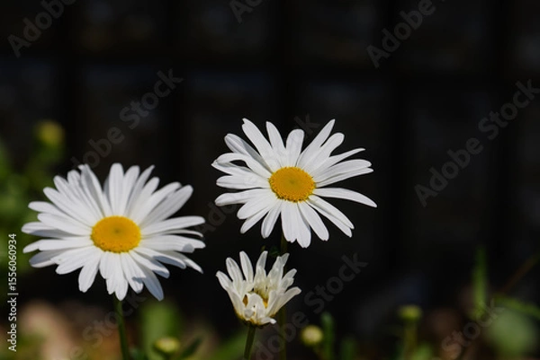 Fototapeta 庭に咲くノースポールの花03