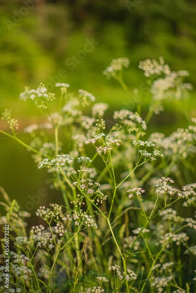 Fototapeta Soft white blooms sway in the breeze near a tranquil water source, reflecting nature's beauty