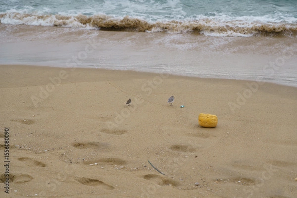 Obraz 세가락도요