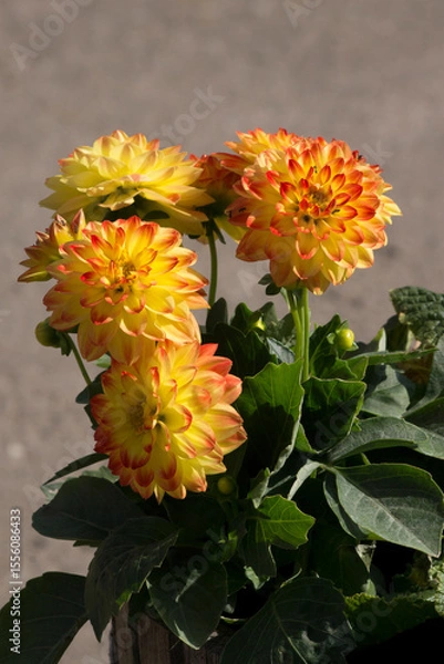 Obraz Dwarf Dahlia (Dahlia variabilis).