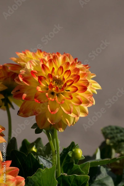 Obraz Dwarf Dahlia (Dahlia variabilis).