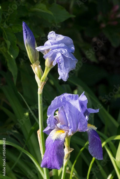 Obraz Iris (Iris × germanica) flower.