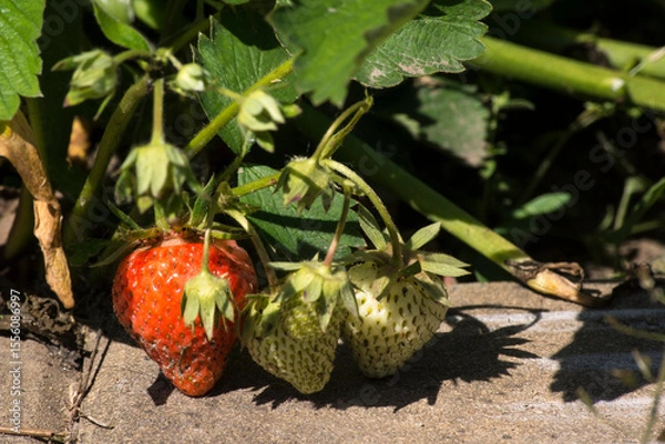 Obraz The strawberry (Fragaria).