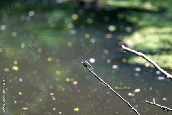 Fototapeta Colorful kingfisher perched on a branch by a serene river during bright daylight