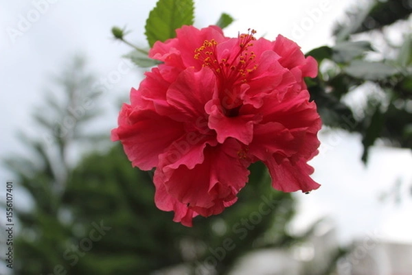 Obraz Red Hibiscus flower in the garden.
