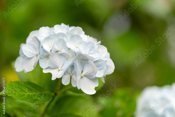 Fototapeta 紫陽花