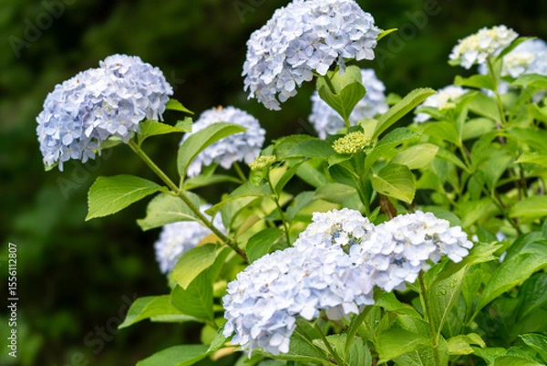 Fototapeta 紫陽花