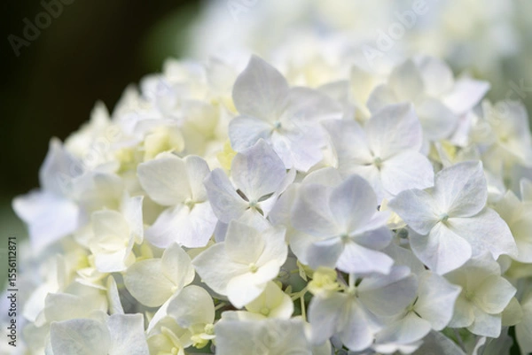 Fototapeta 紫陽花