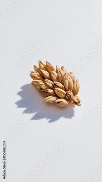 Fototapeta Single Farro Grain Displayed with Natural Texture Highlighted for Healthy Diet Concept