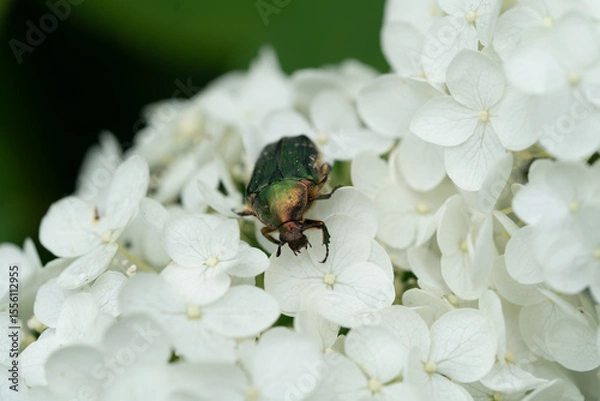 Fototapeta 紫陽花