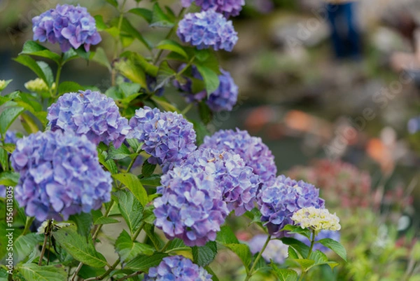 Fototapeta 紫陽花