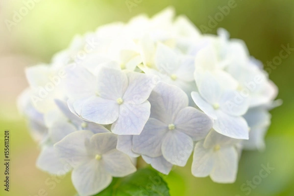 Fototapeta 紫陽花