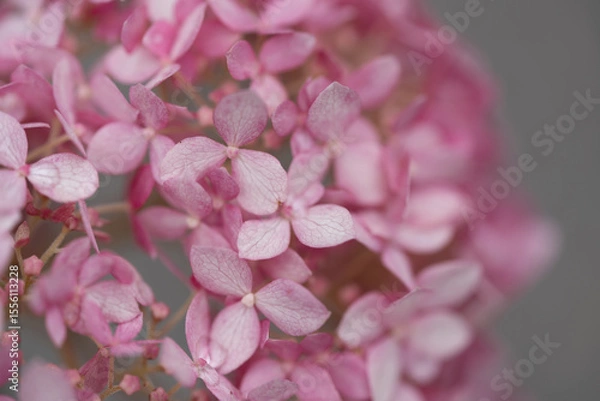 Fototapeta 紫陽花