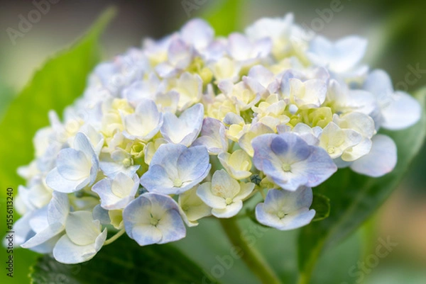 Fototapeta 紫陽花