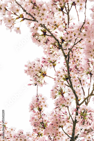 Obraz Spa Kirschblüten auf weißem Hintergrund
