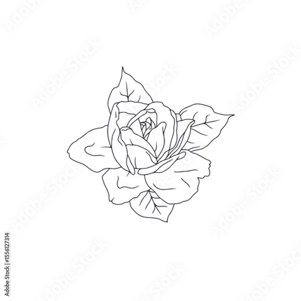 Fototapeta Hand drawn black and white line art rose flower with leaves isolated on white background. romantic botanical vector illustration