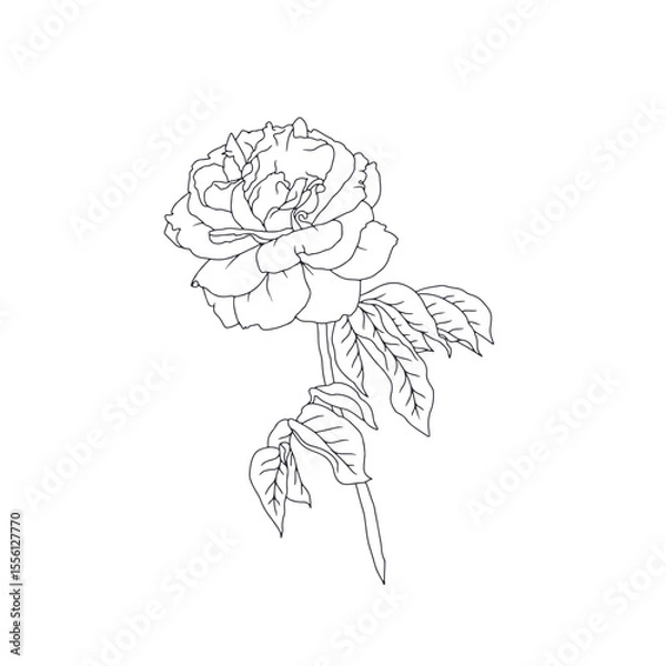 Fototapeta Hand drawn black and white line art rose flower with leaves isolated on white background. romantic botanical vector illustration