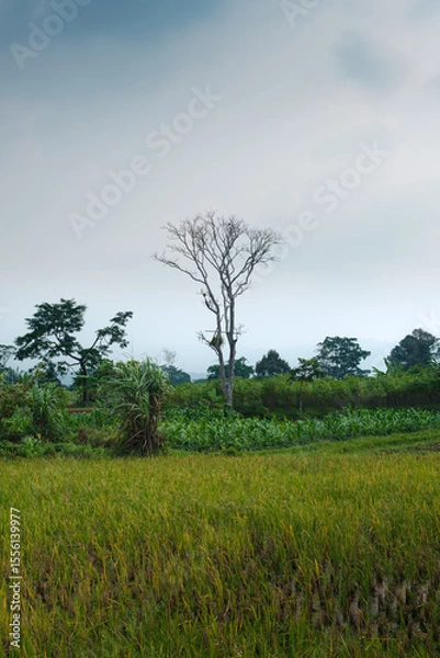 Obraz Serene Countryside Landscape Featuring a Lone Tree and Verdant Fields