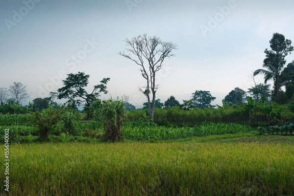 Obraz Scenic View of a Green Field with a Tree and Clear Sky