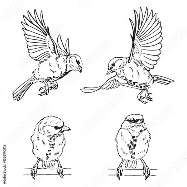 Obraz Set of titmouse. Flying bird. Hand drawn vector illustration.
