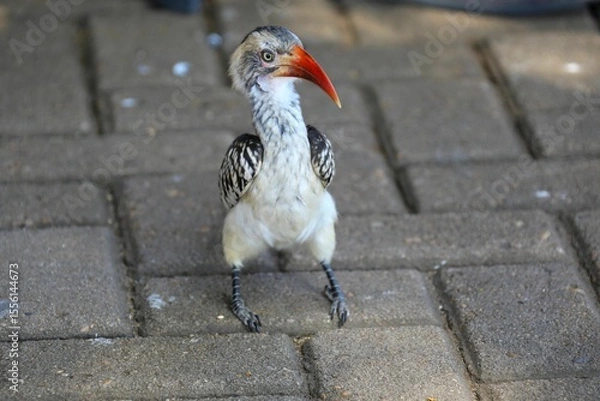 Fototapeta Southern Red-Billed Hornbill Standing on Brick Pavement with Curious Expression in Southern Africa