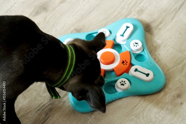 Fototapeta Dog interacts with colorful intellectual toy on light wooden floor, highlighting playful nature and cognitive engagement in a cozy indoor setting