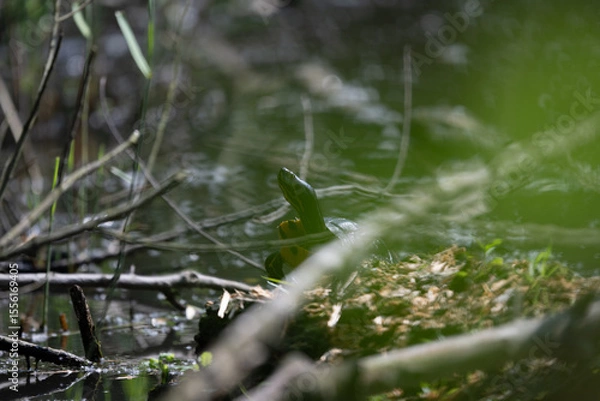 Obraz Colorful kingfisher perched on a branch by a serene river during bright daylight