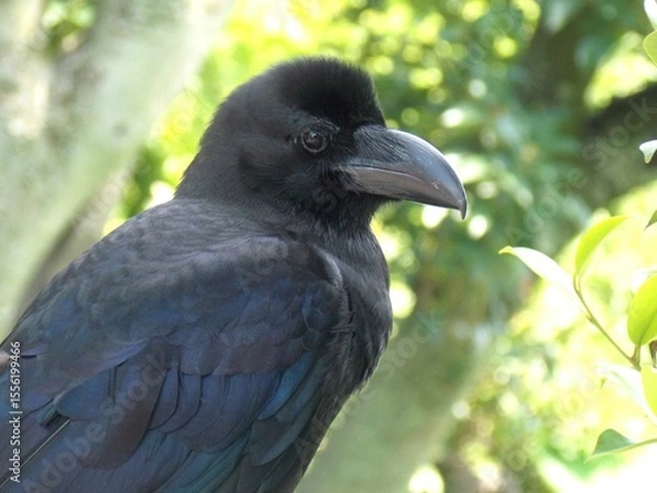 Obraz Thick-billed Crow
