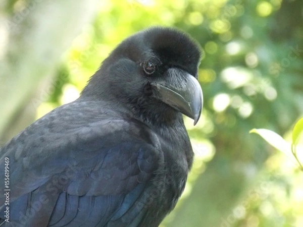 Obraz Thick-billed Crow