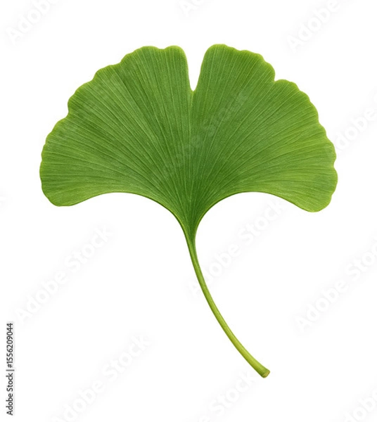 Obraz Stunning Ginkgo Biloba Leaf with Unique Fan-Shaped Structure and Vibrant Green Color, Isolated on Transparent and White Background