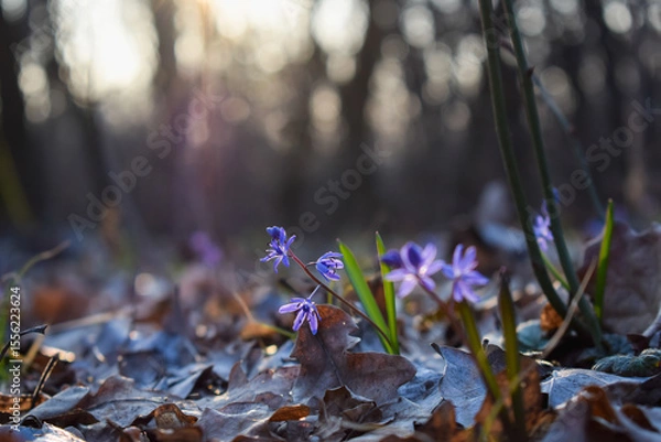 Fototapeta Spring flowers in the forest