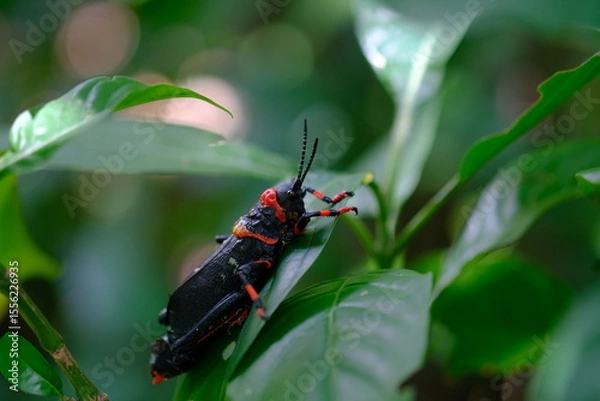 Fototapeta Red and Black Insect on Leaf