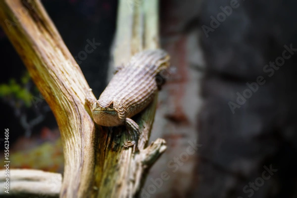 Fototapeta Little egernia posing for the camera.	
