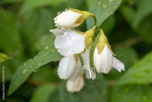 Fototapeta blooming jasmine with water drops close up