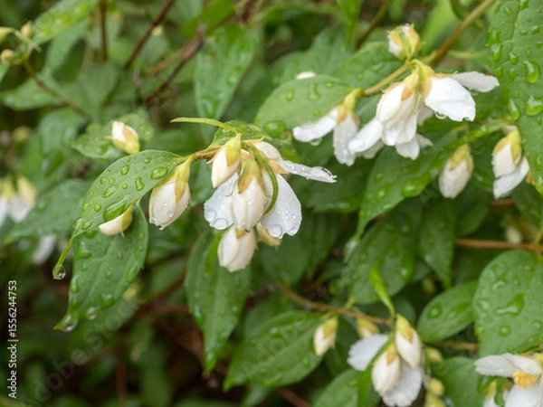 Obraz jasmine with water drops