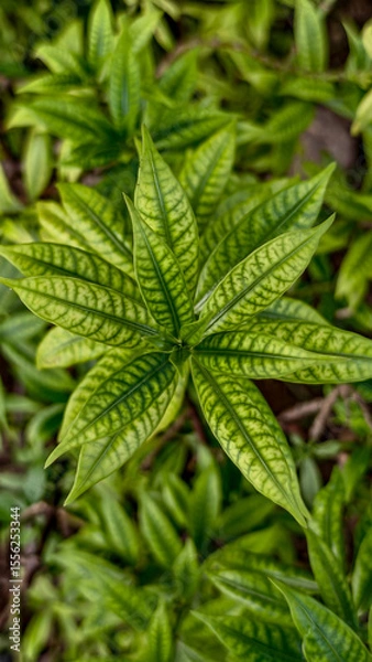 Obraz close up of green leaf