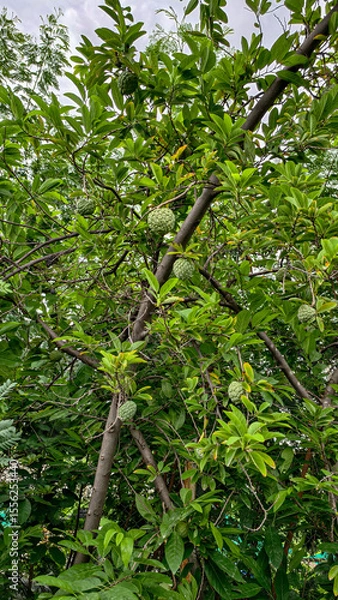 Fototapeta Custerd Apples trees 