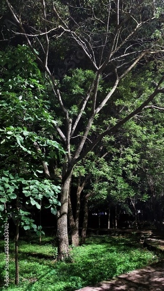 Obraz trees in the park at night 